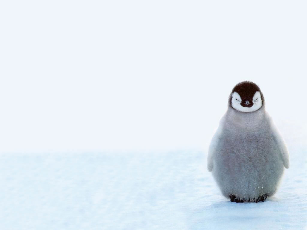 Cute Baby Penguins wallpaper, Animals, Winter, Snow