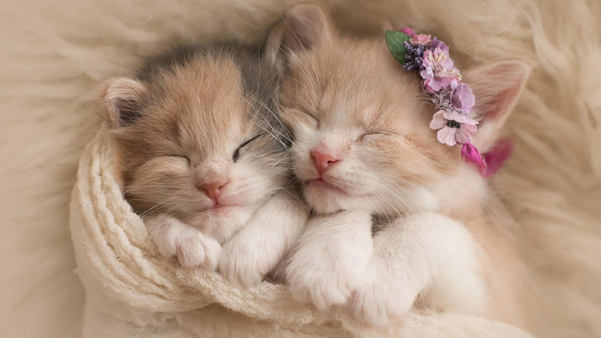 Two White And Orange Tabby Kittens Wallpaper, Kitty, Cat, Cats, Sleep,  Sleeping - Wallpaperforu