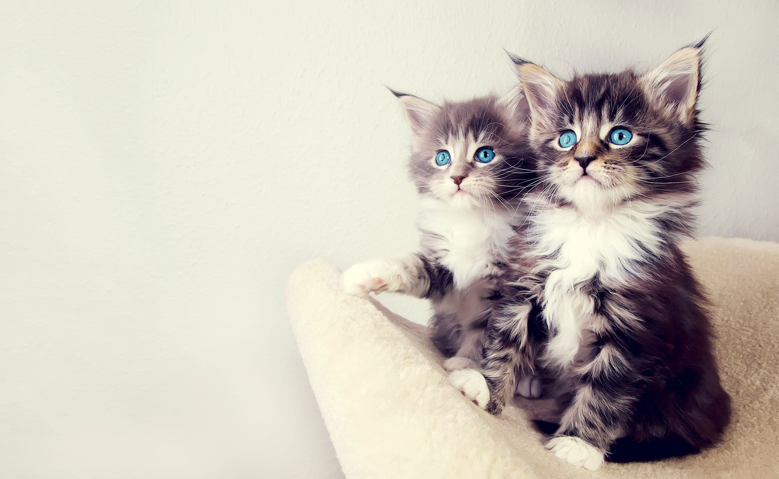 Cute Kittens HD Wallpaper, white and black kittens, Animals, Pets