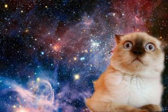 Cat wallpaper, space, funny, confused, face, stars, mammal, pets, domestic