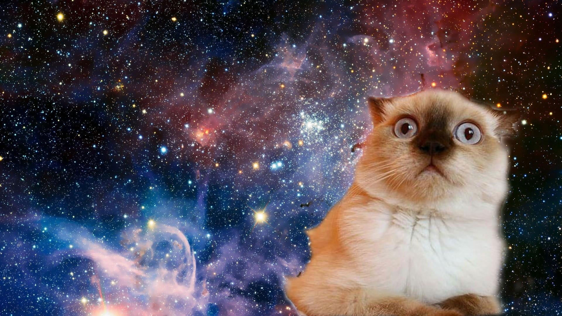 Cat Wallpaper, Space, Funny, Confused, Face, Stars, Mammal, Pets ...
