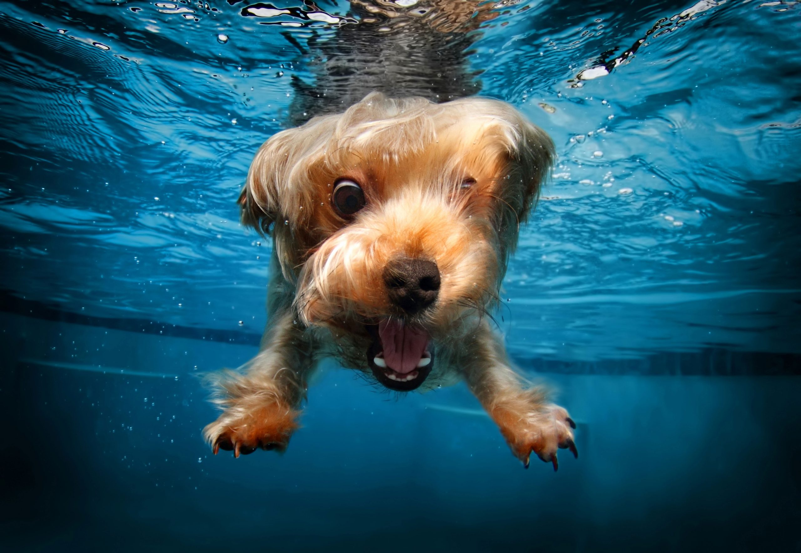 Cute animals wallpaper, terrier, funny, dog, underwater, canine, one animal