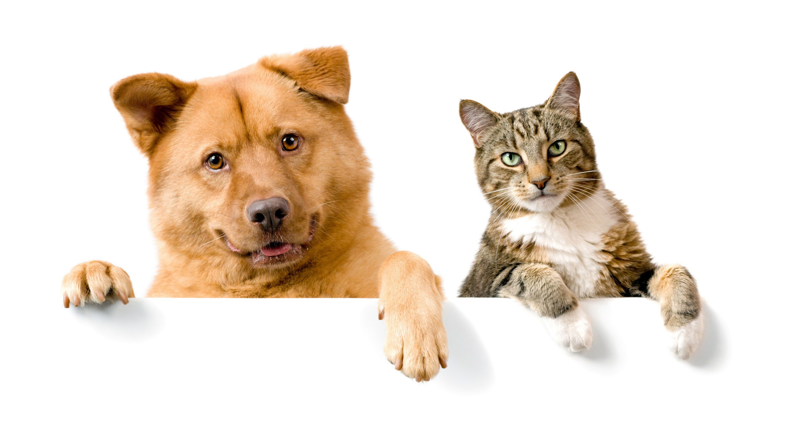 Funny wallpaper of dogs and cat together, pets, animal, domestic