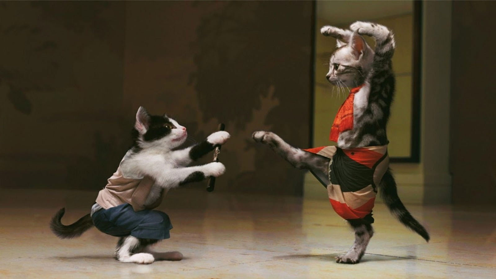 Funny cats background, fight