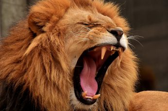 Brown lion during daytime wallpaper, predator, dangerous, mane, cat, male