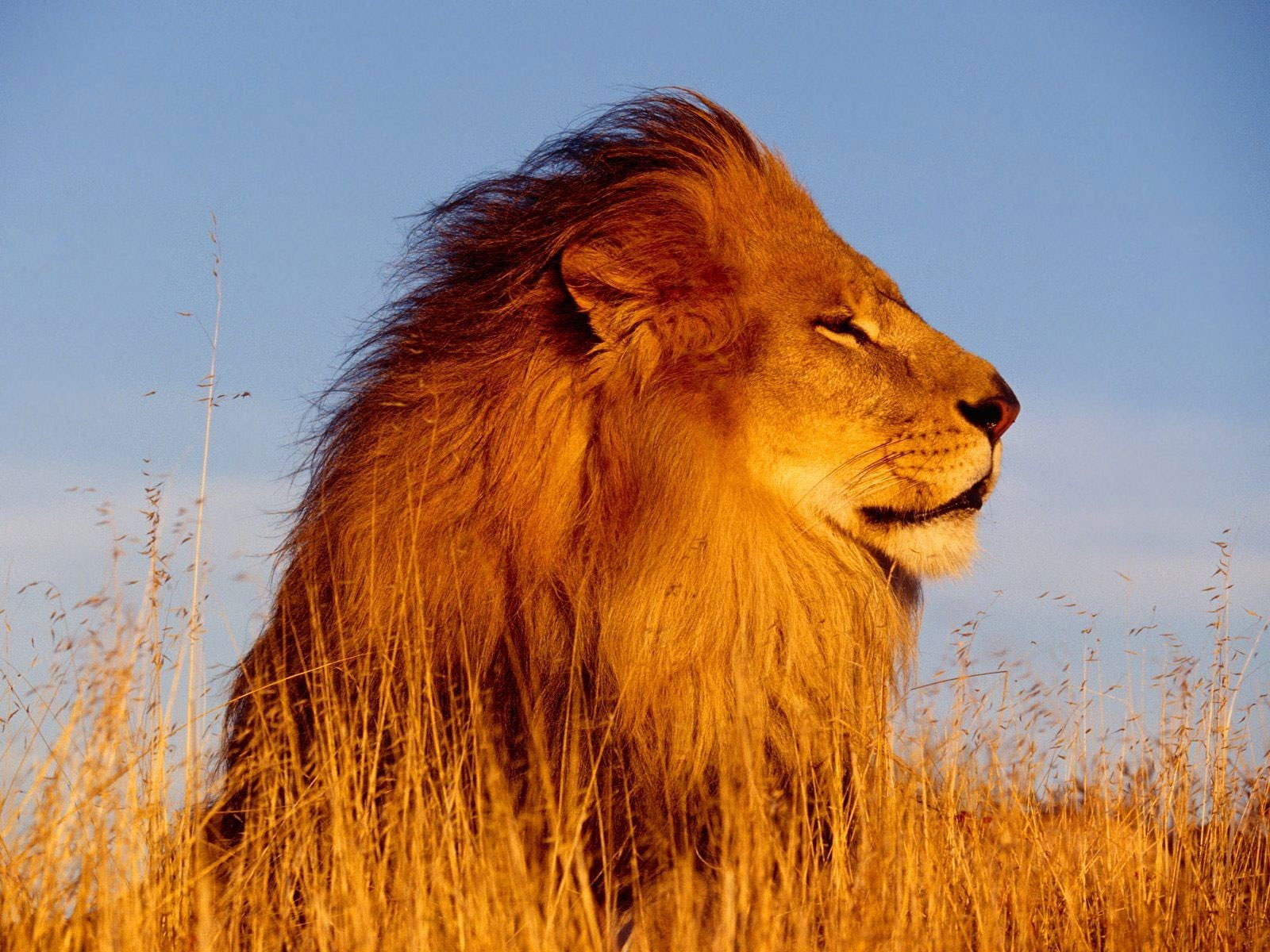 Lion wallpaper, nature, animals, feline, cat, lion – feline, animal wildlife