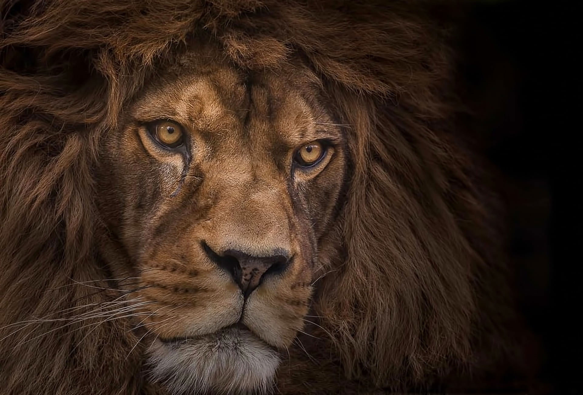 Wildlife photography of a lion wallpaper, animal, mammal, animal wildlife