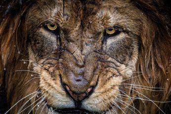 Brown lion wallpaper, nature, photography, big cats, animals, portrait