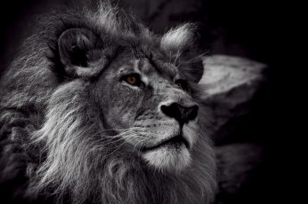 Grayscale photo of lion wallpaper, monochrome, animals, animal themes, mammal