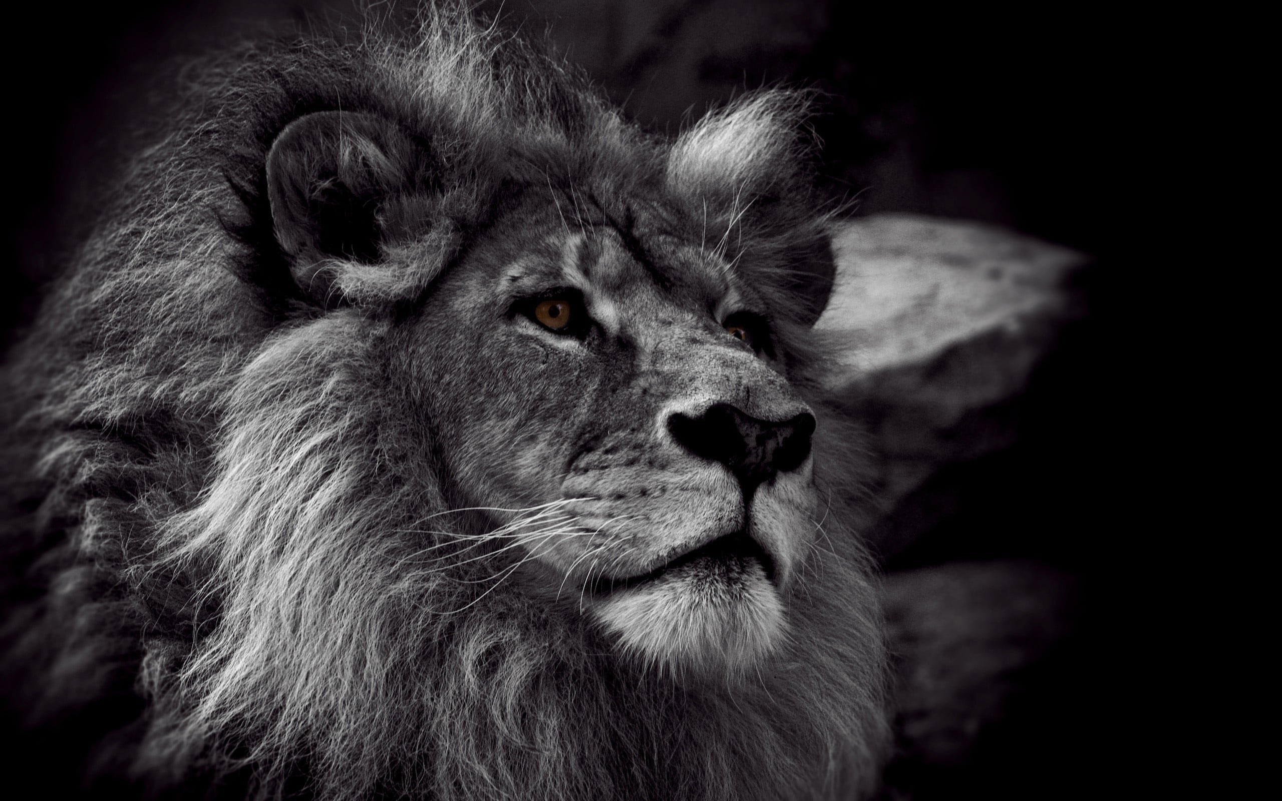 Grayscale photo of lion wallpaper, monochrome, animals, animal themes, mammal