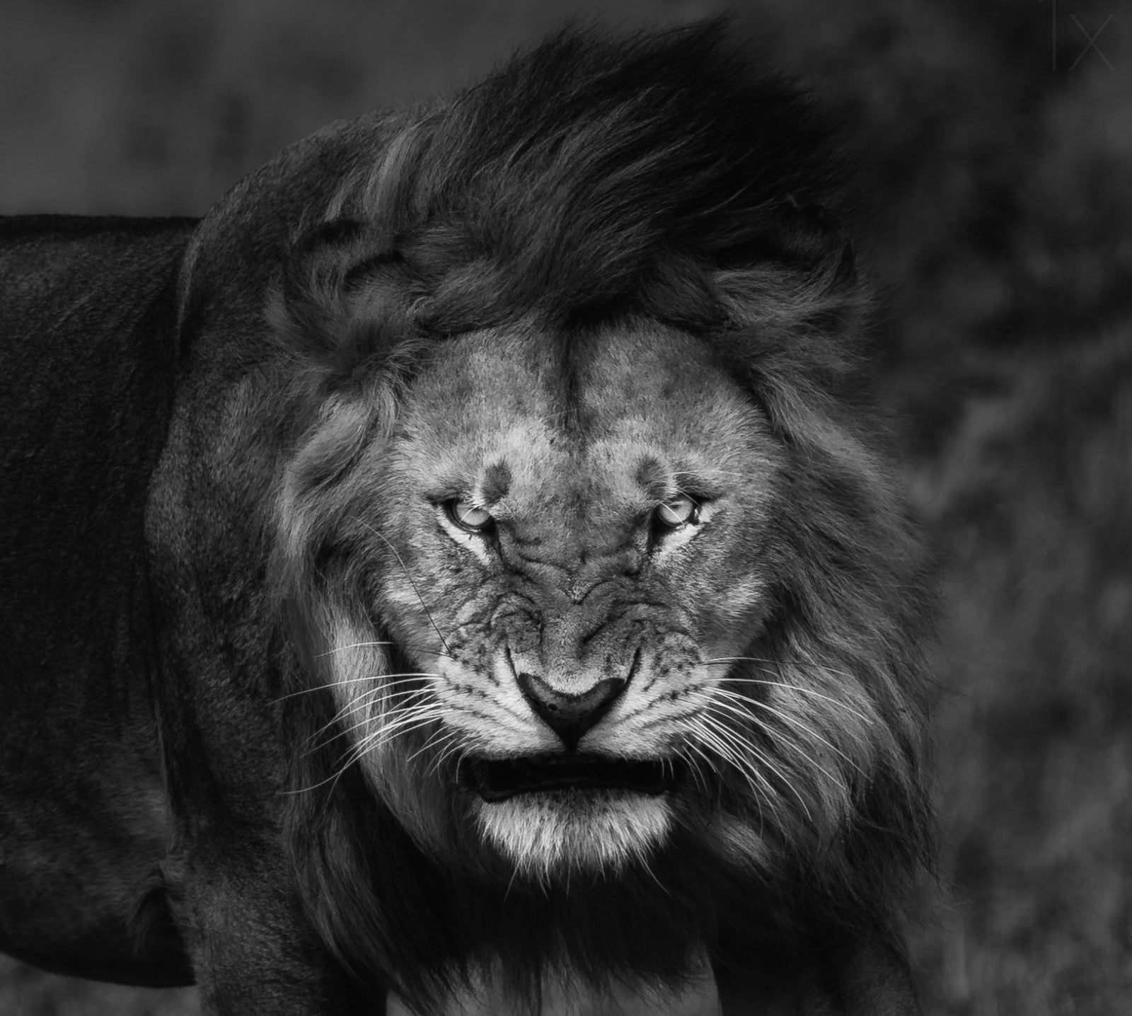 Grayscale photography of lion wallpaper, nature, big cats, Fury, angry