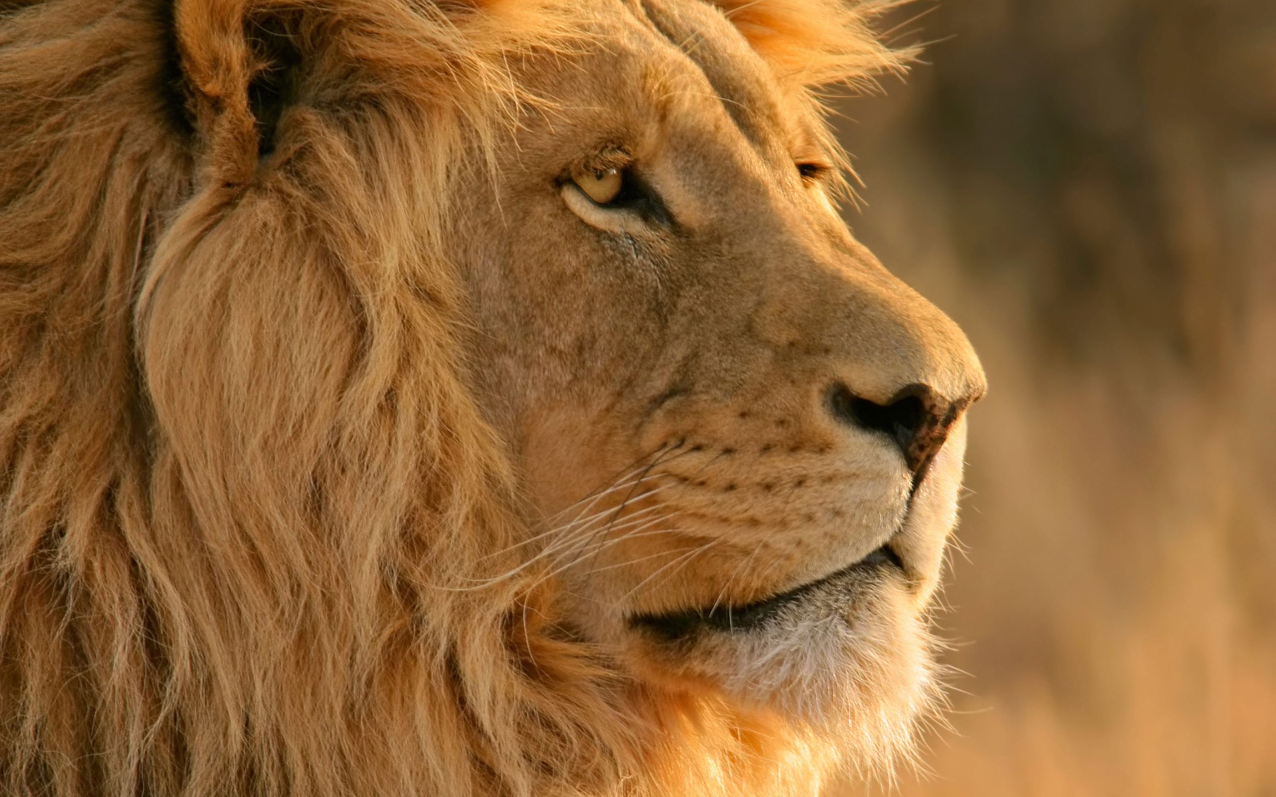Close up photo of adult lion wallpaper, lion, yellow, animal, lion - Feline
