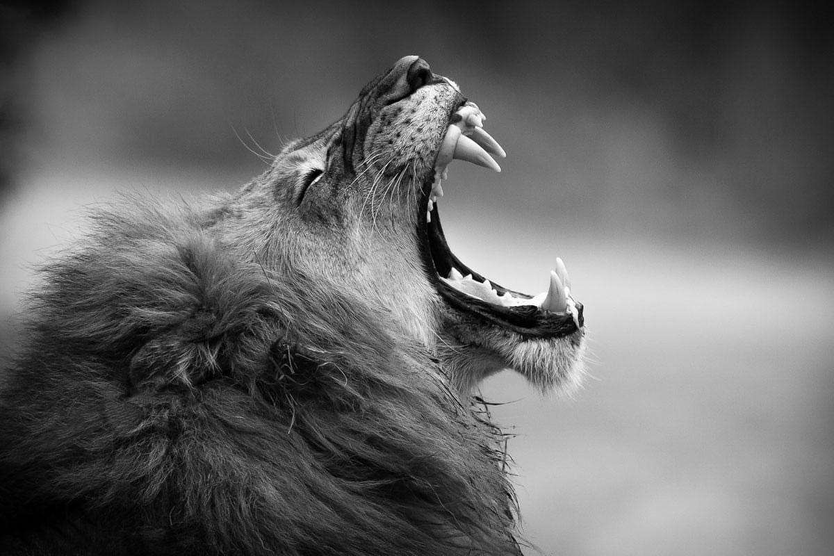 Grayscale photography of adult lion wallpaper, monochrome, fangs, animal