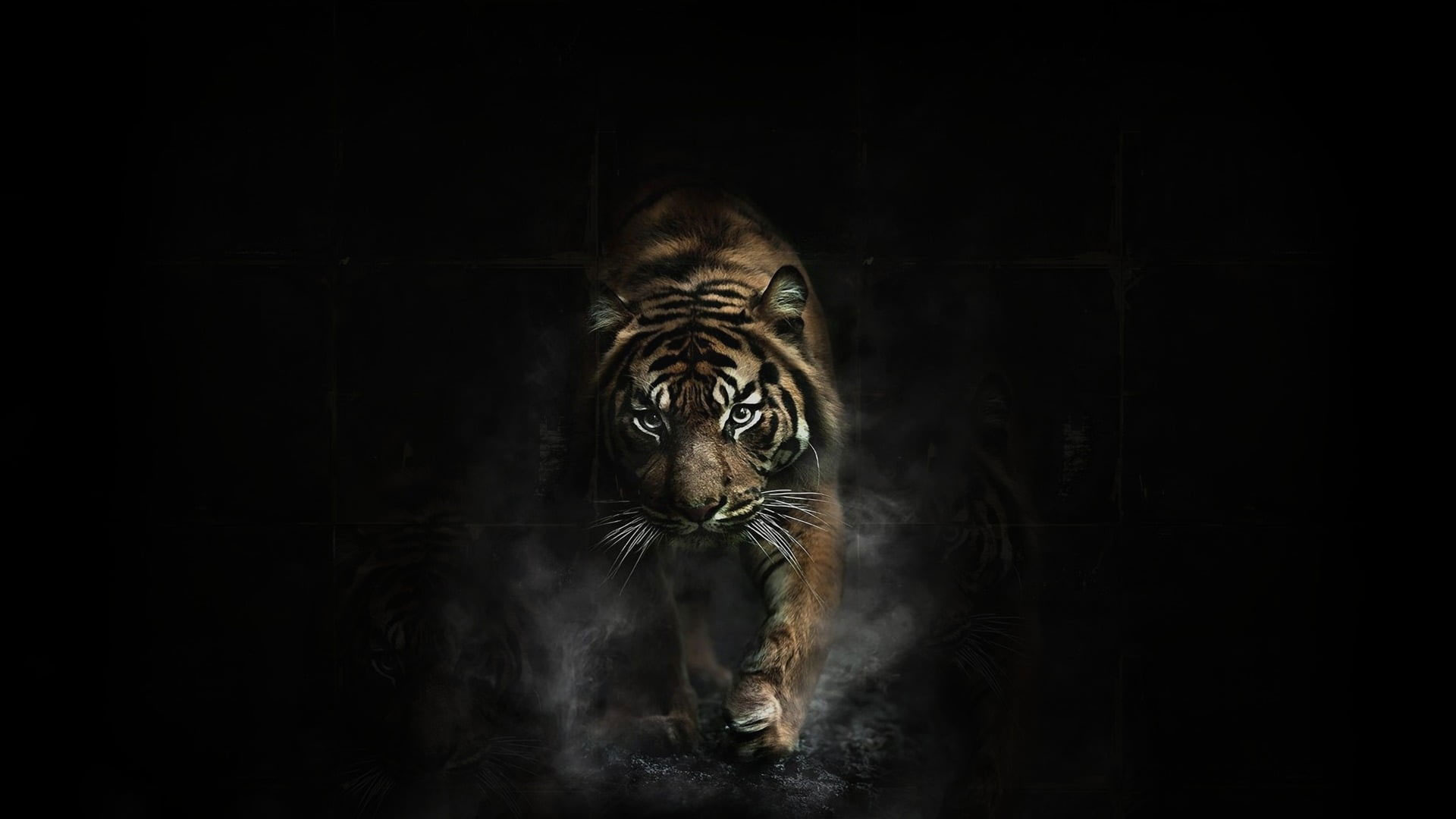 Adult brown tiger wallpaper, animals, dark, artwork, animal themes, one animal
