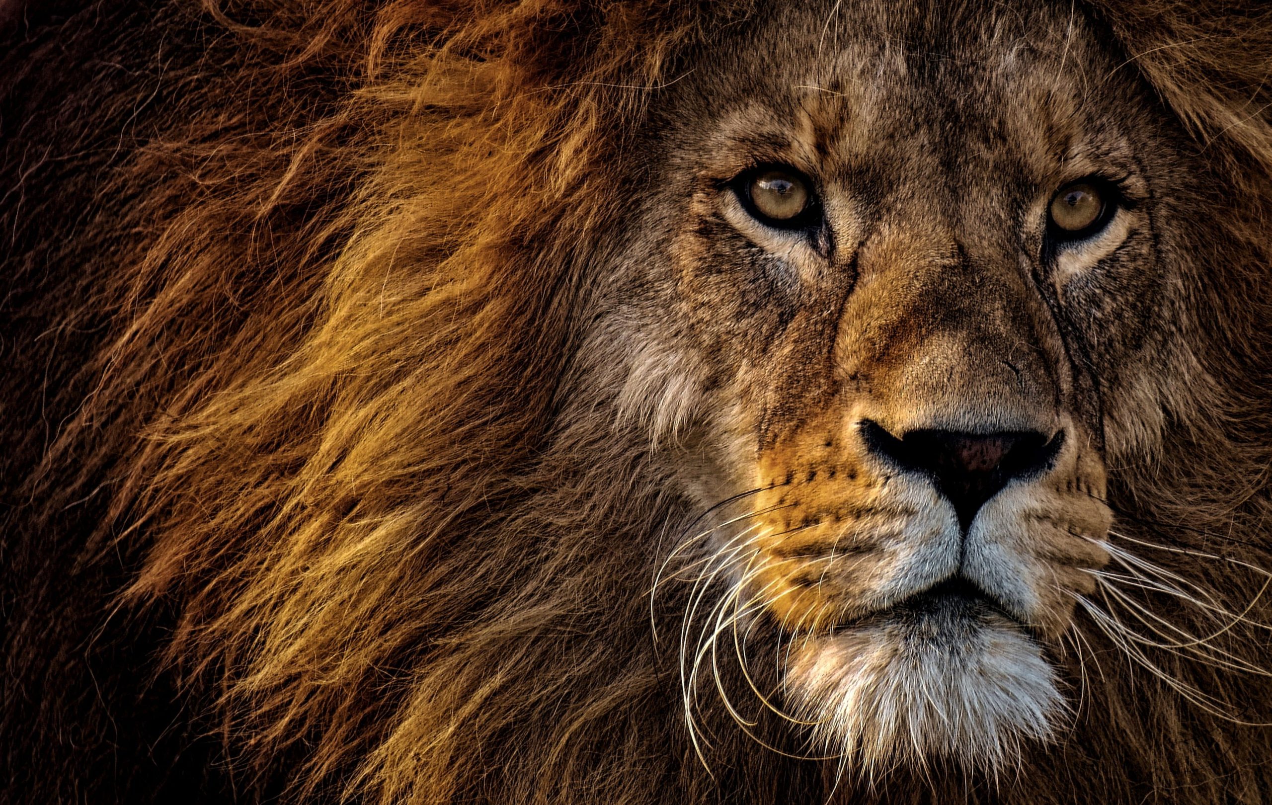 Lion wallpaper, predator, king of animals, mane, muzzle, eyes, feline, cat