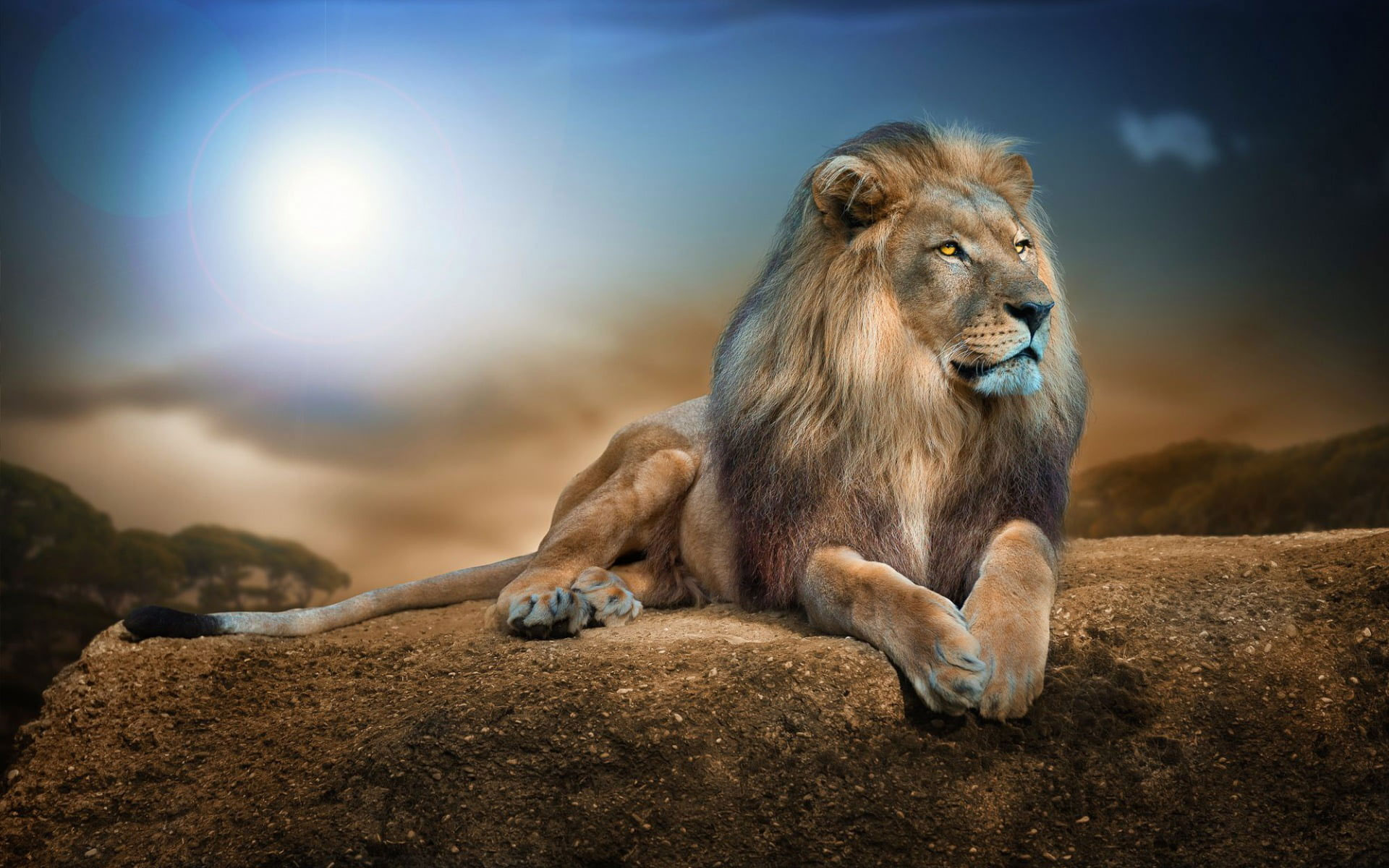 Lion animal wallpaper, animals, nature, wildlife, rock, digital art, big cats