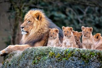 Lion and baby lions wallpaper, nature, animals, baby animals, animal themes