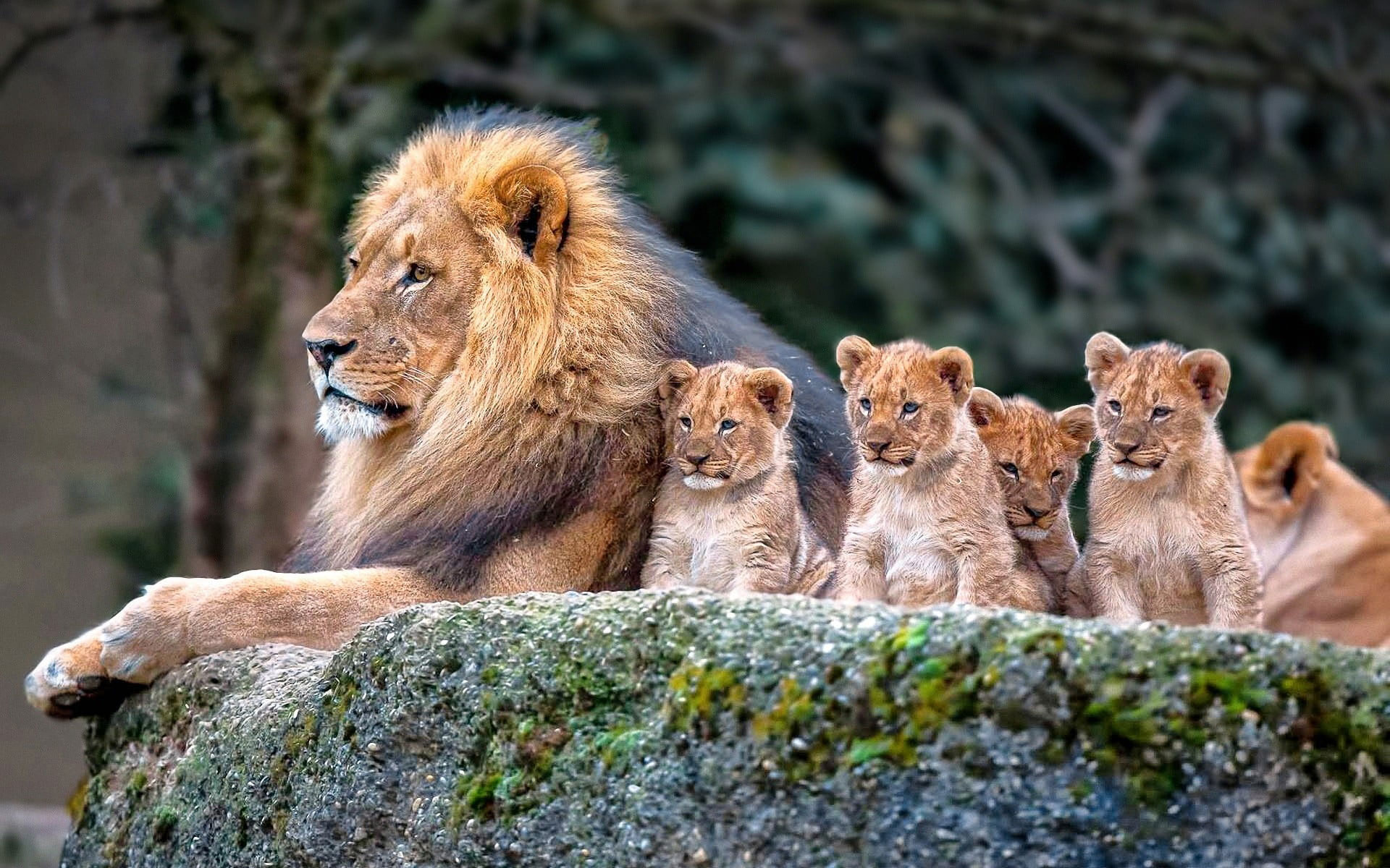 Lion and baby lions wallpaper, nature, animals, baby animals, animal themes