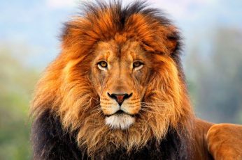 Lion wallpaper, brown lion, Animals, Wild, Beautiful, Photography, lion king