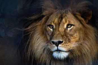 Adult lion wallpaper, animals, mammal, lion – feline, animal wildlife, one animal