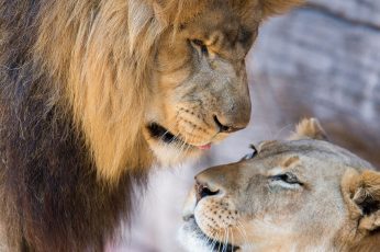 Lion wallpaper, lioness, love, couple, lion and cub
