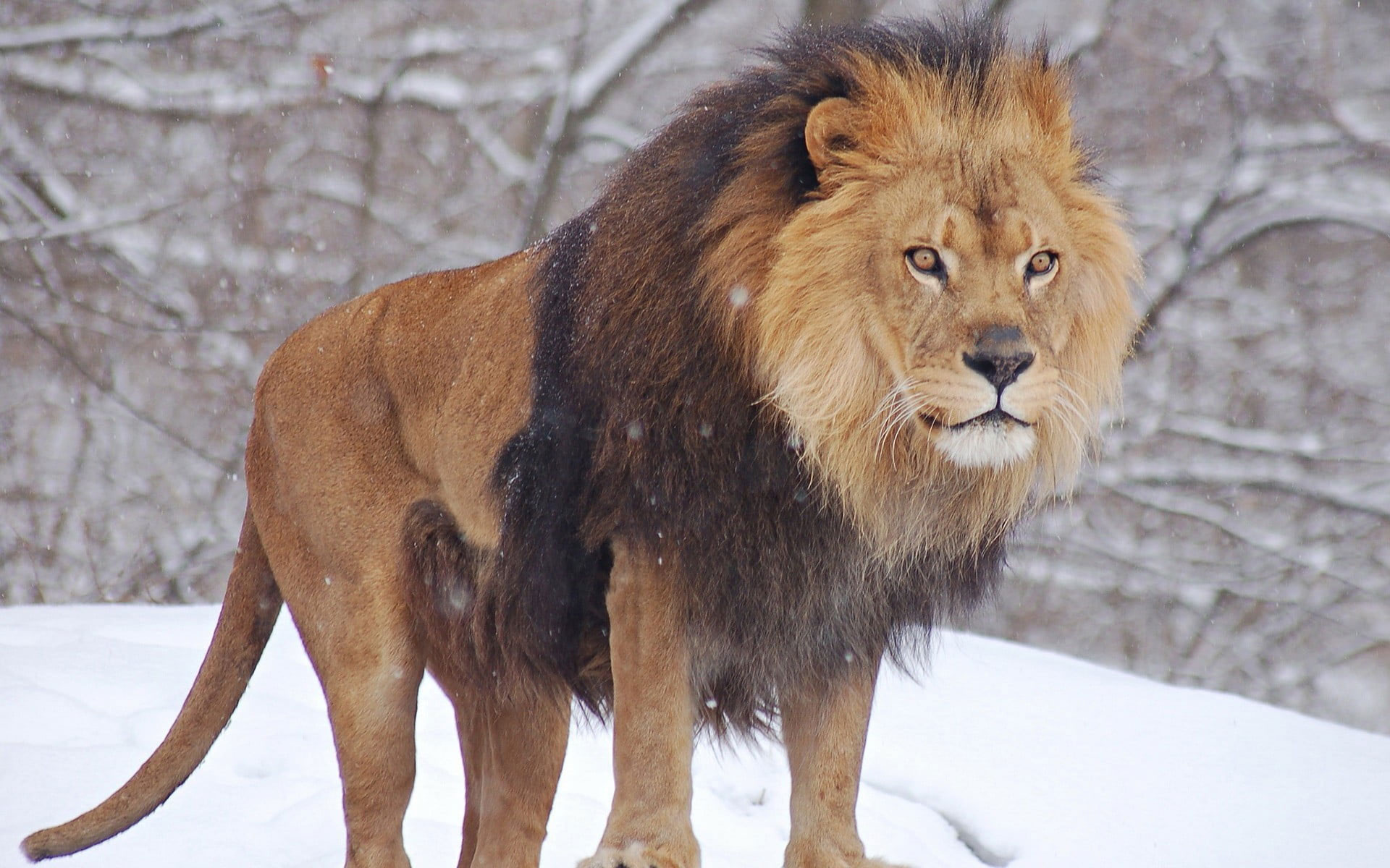 Brown and black lion wallpaper, animals, nature, snow, winter, cold temperature