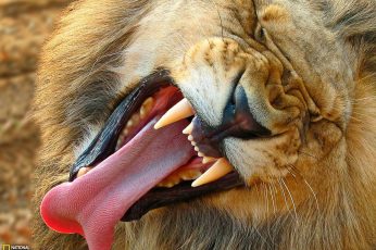 Roar lion wallapper, National Geographic, tongues, animals, one animal