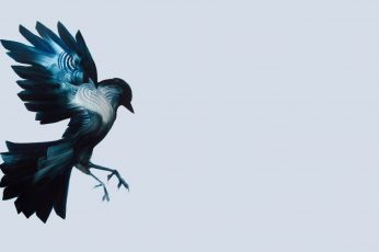 Vector illustration of blue and white bird wallpaper, birds, artwork, simple background