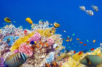 Underwater world wallpaper, coral, tropical fishes, colorful