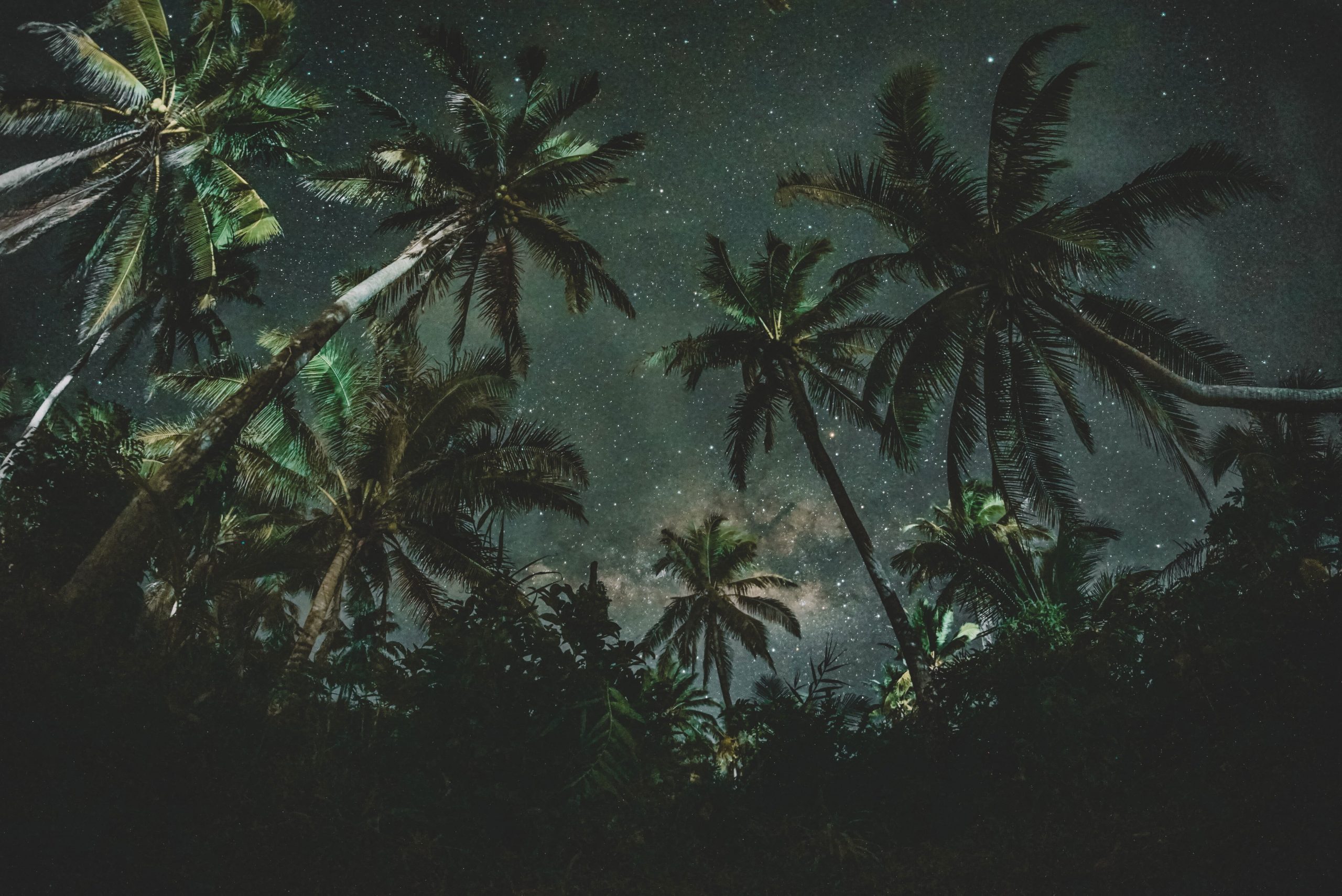 Coconut trees wallpaper, nature, starry night, palm trees, dark, plant