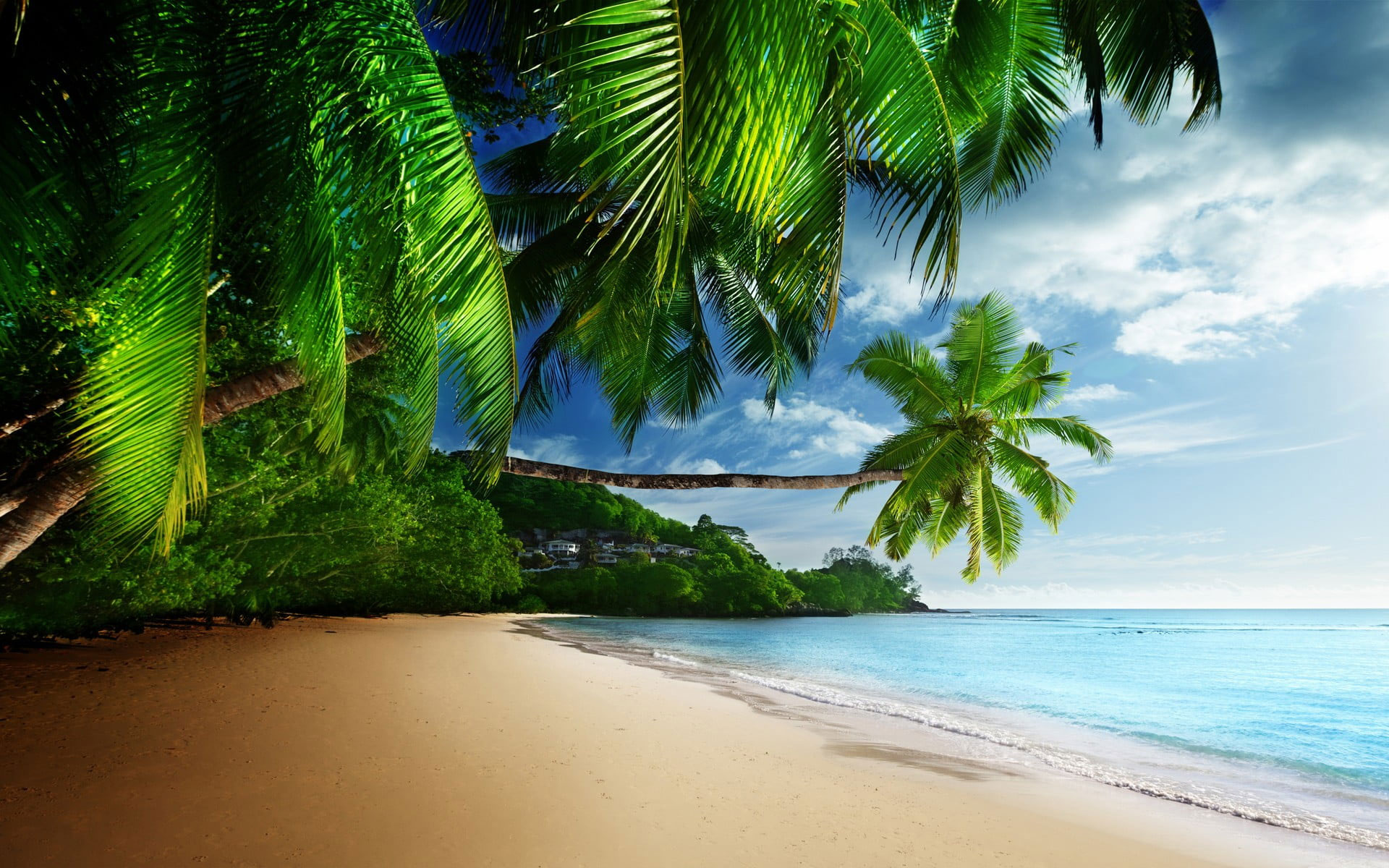 Coconut trees near ocean digital wallpaper, sea, tropical, beach