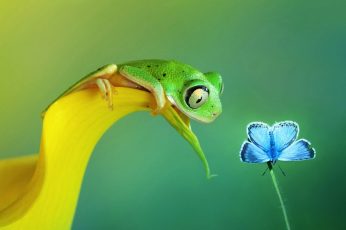 Green frog beside common blue butterfly clip wallpaper
