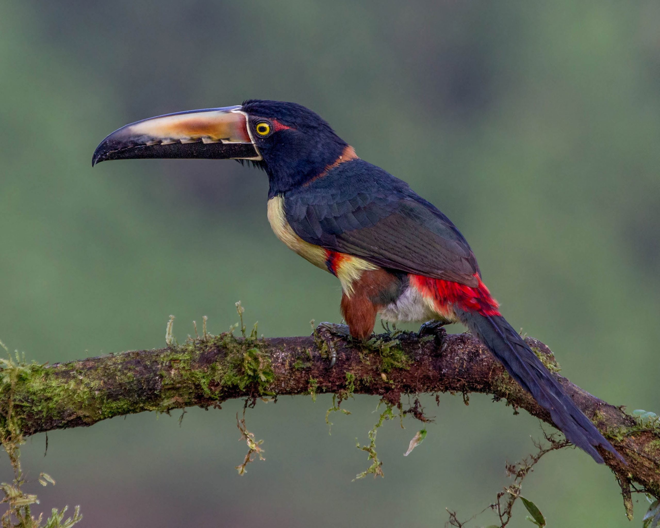 Aracari bird standing on tree branch wallpaper, aracari, Collared Aracari