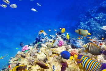 Underwater world wallpaper, coral, Bright, reefs, fishs, tropical fish, ocean