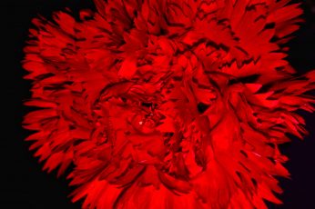 Flower wallpaper, dark, amoled, beautiful flower, red, black background