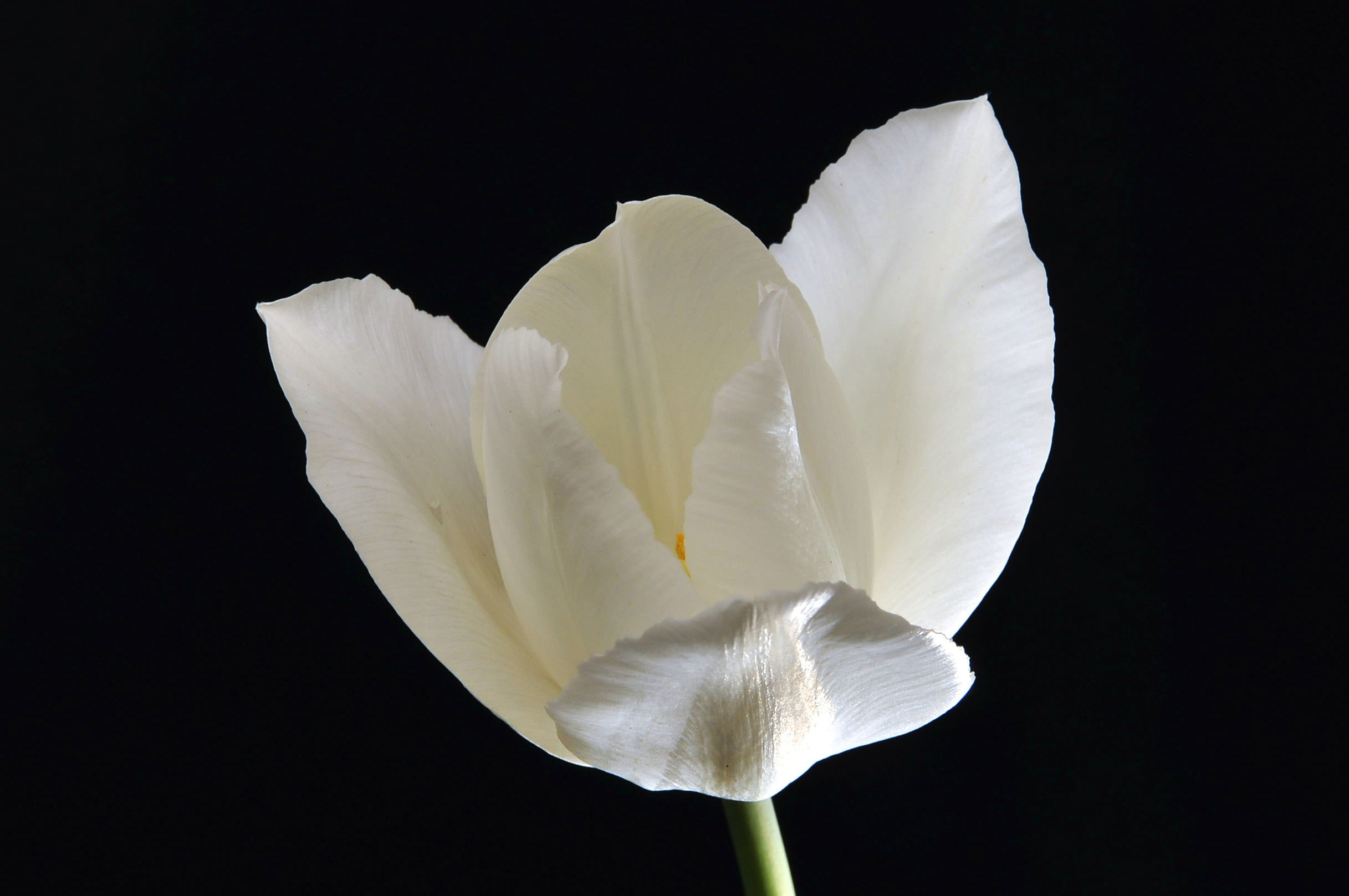 White flower wallpaper, White Tulip, nature, plant
