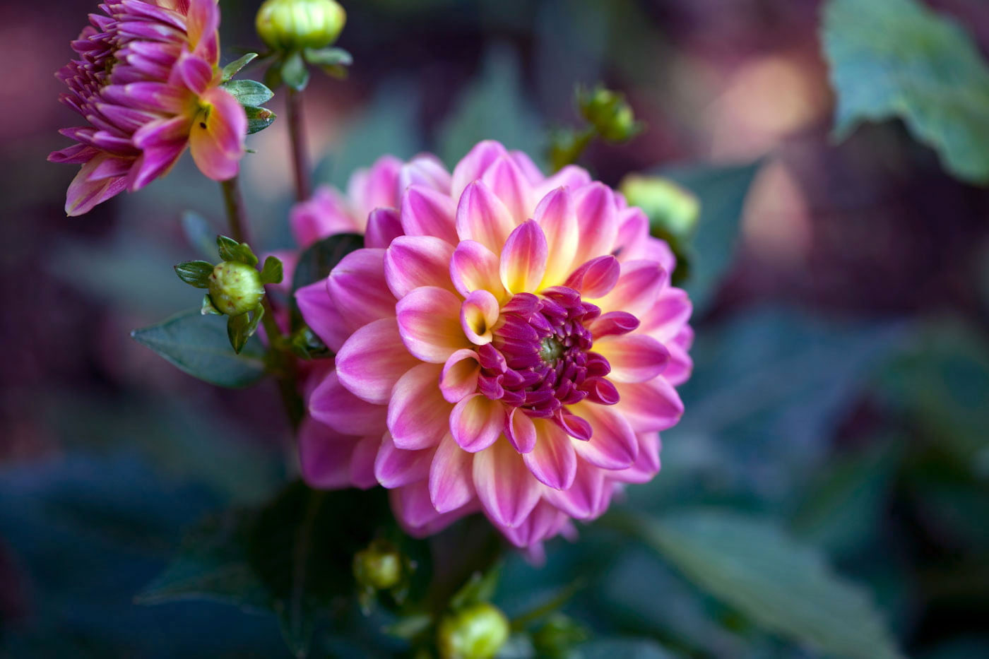 Pink and yellow Dahlia flower wallpaper, beauty