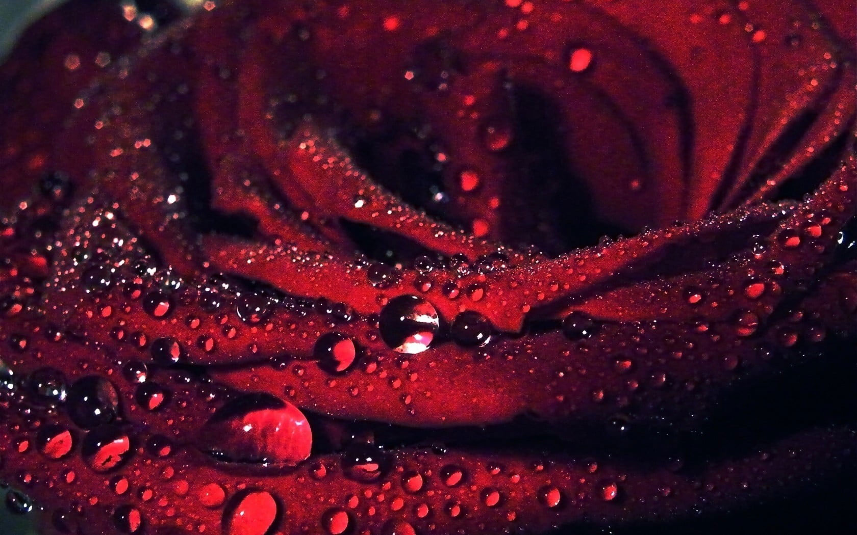 Red rose wallpaper, macro, flowers, water drops, red flowers, plants, close-up