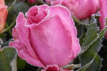 Pink rose flower wallpaper, Kalt, rot, frozen, cold, beauty