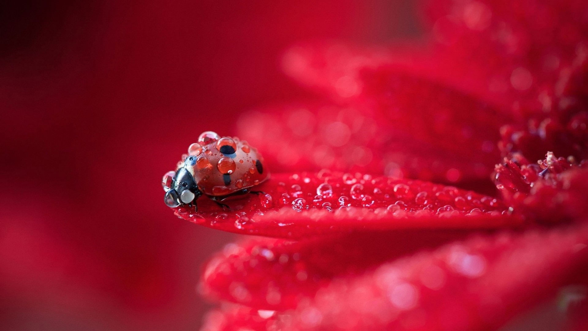 Red flower petals wallpaper, dew, ladybug