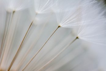 Dandelion flowers wallpaper, filter, close-up