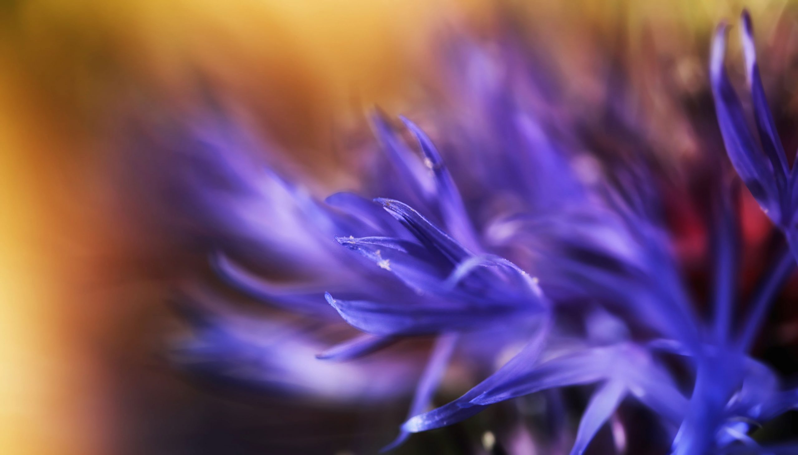 Selective focus photography of purple flower wallpaper, bokeh, nature, close-up