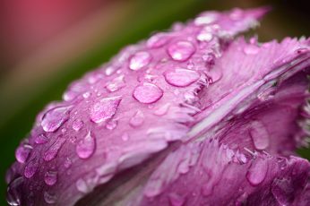 Closeup photo of pink Jagged Tulip flower at water drops wallpaper, tulip