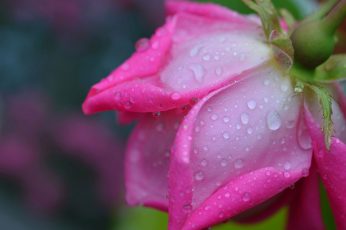 Rose macro wallpaper, pink petals, water drops