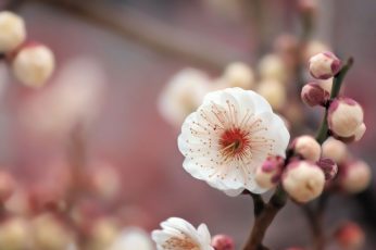 Macro photography of white Cherry Blossom flower wallpaper, to use, texture