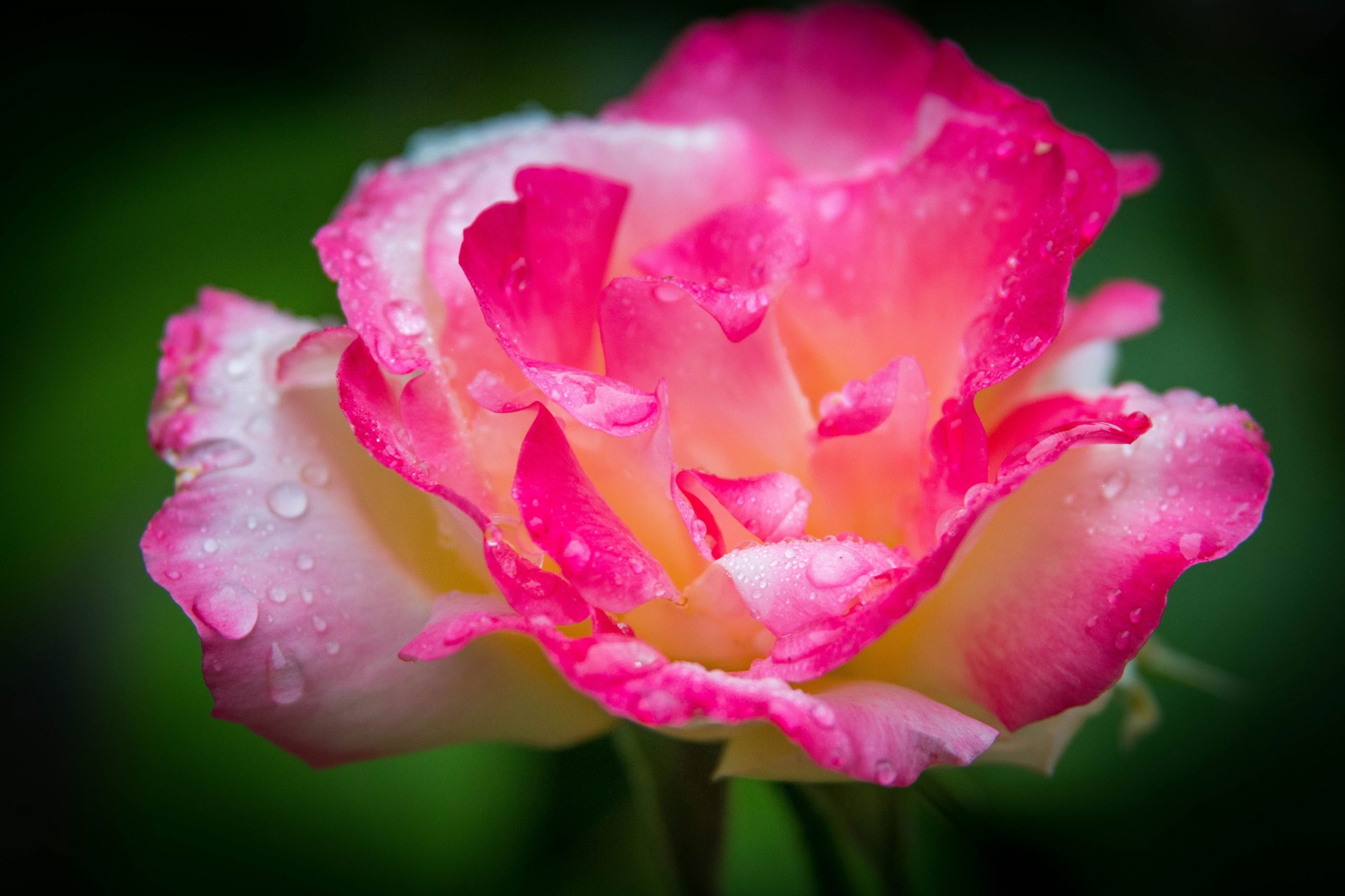 Macro photography of pink and white rose with raindrops wallpaper, rose