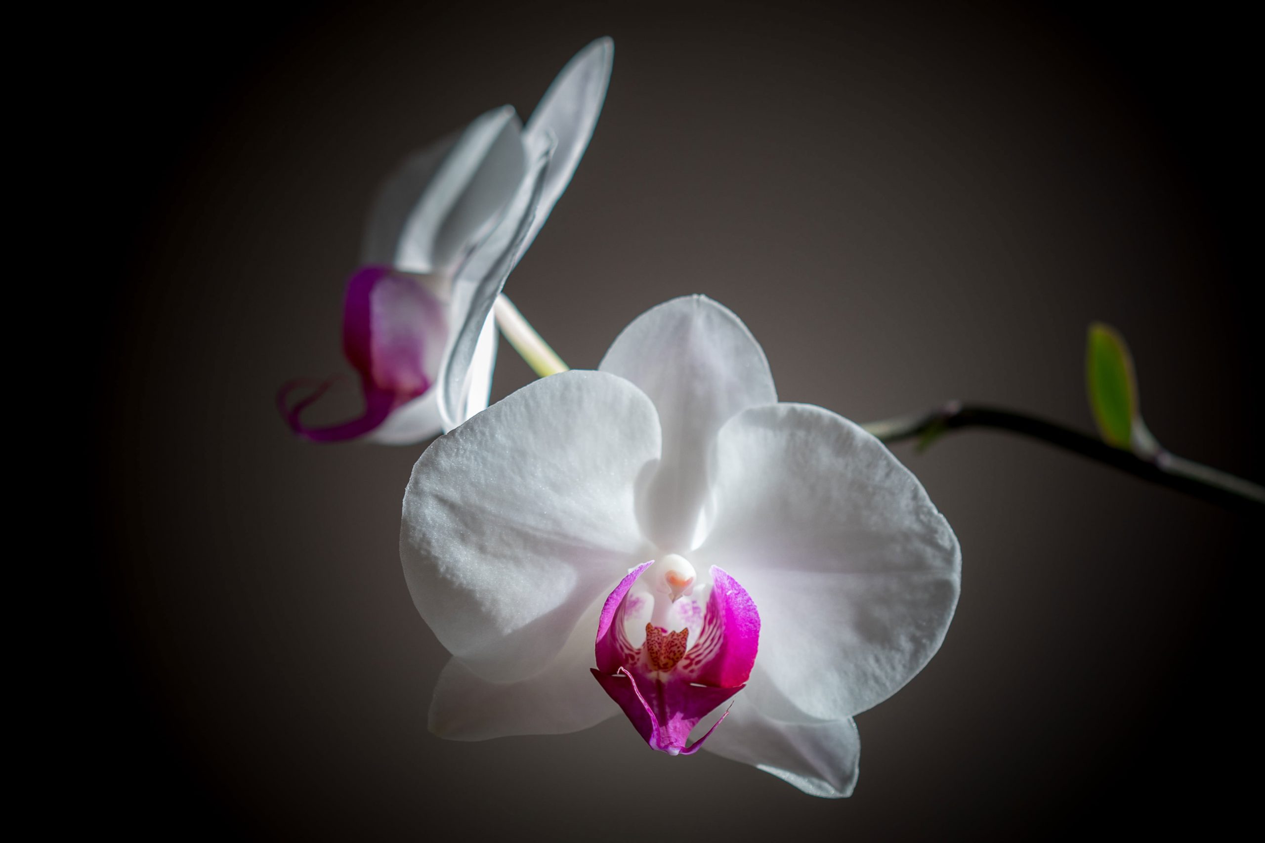 White-and-pink Moth Orchid Flowers wallpaper