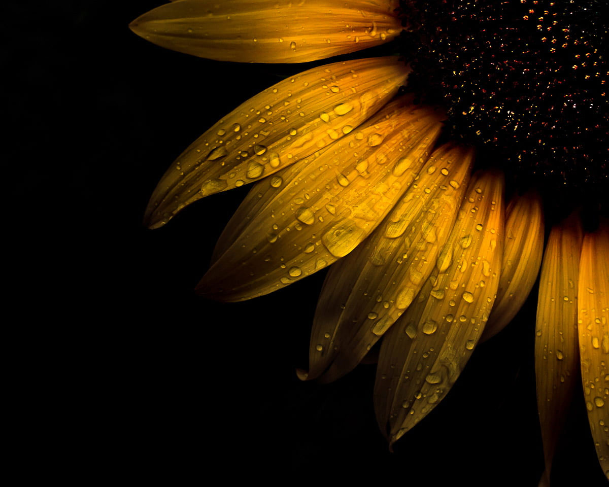 Macro photo of water dew on sunflower wallpaper, sunflower, Backyard, Flowers