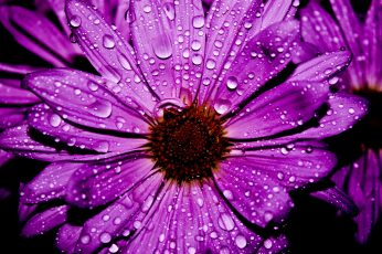 Purple petal flower wallpaper, Purple Flower, Water Flower