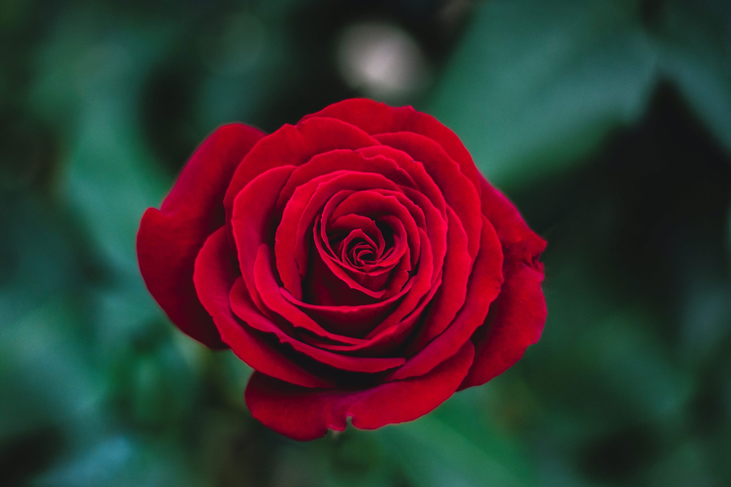 Shallow focus photography of red rose wallpaper
